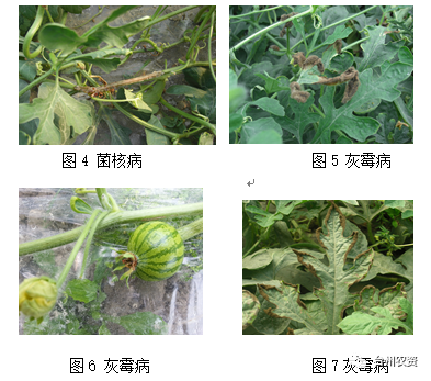 臺(tái)州農(nóng)資 臺(tái)州農(nóng)資